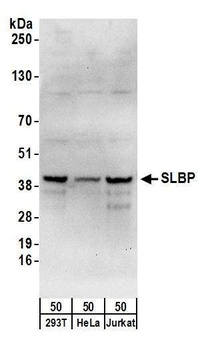 Rabbit anti-SLBP Antibody