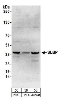 SLBP Antibody