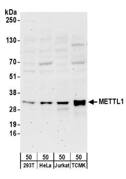 Rabbit anti-METTL1 Antibody