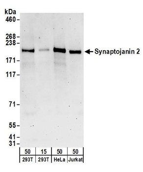 Synaptojanin 2 Antibody