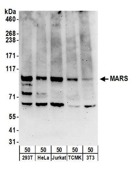 Rabbit anti-MARS Antibody