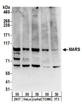 MARS Antibody