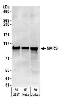 Rabbit anti-MARS Antibody