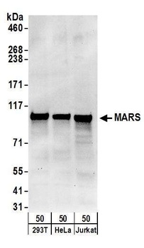 MARS Antibody