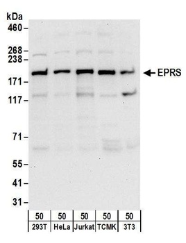 EPRS Antibody