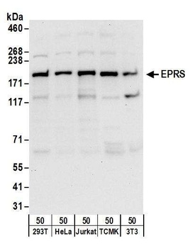 Rabbit anti-EPRS Antibody
