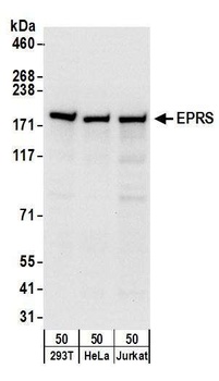 Rabbit anti-EPRS Antibody