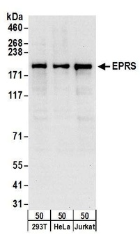 Rabbit anti-EPRS Antibody