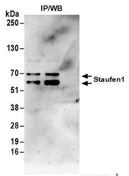 Staufen1 Antibody