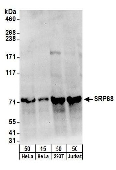 SRP68 Antibody