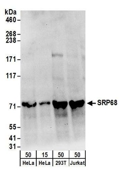 Rabbit anti-SRP68 Antibody