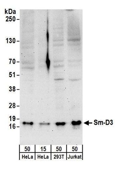 Sm-D3 Antibody