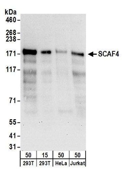 Rabbit anti-SCAF4 Antibody