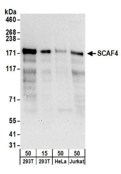 SCAF4 Antibody