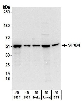 SF3B4 Antibody