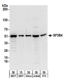 Rabbit anti-SF3B4 Antibody