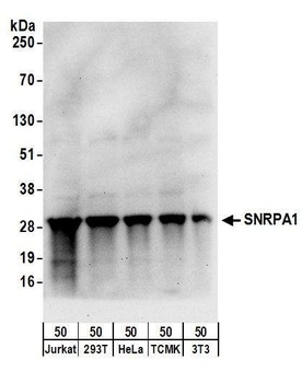 SNRPA1 Antibody