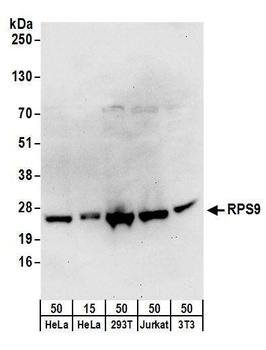 Rabbit anti-RPS9 Antibody