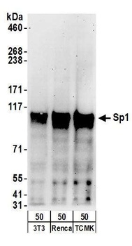 Sp1 Antibody