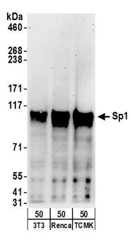Goat anti-Sp1 Antibody