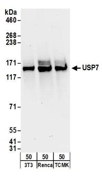 USP7 Antibody