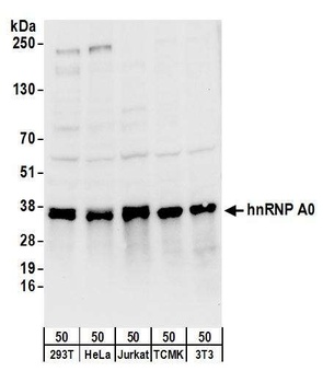 hnRNP A0 Antibody