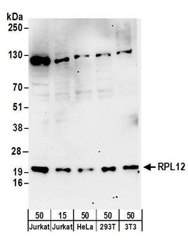 Rabbit anti-RPL12 Antibody