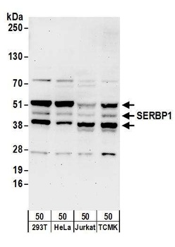 Rabbit anti-SERBP1 Antibody