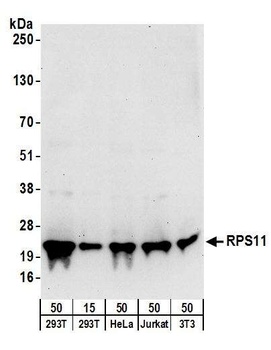 RPS11 Antibody