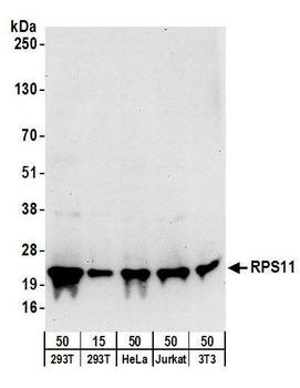 Rabbit anti-RPS11 Antibody
