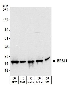 Rabbit anti-RPS11 Antibody