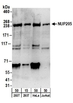 NUP205 Antibody