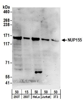 Rabbit anti-NUP155 Antibody