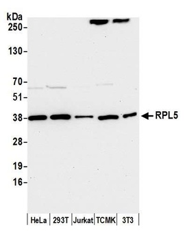 Rabbit anti-RPL5 Antibody