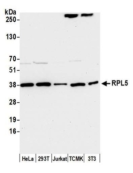 RPL5 Antibody