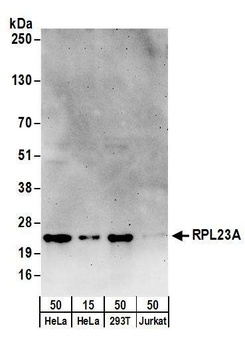 Rabbit anti-RPL23A Antibody