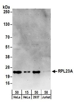 RPL23A Antibody