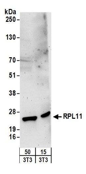 Rabbit anti-RPL11 Antibody