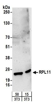 RPL11 Antibody