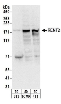 RENT2 Antibody