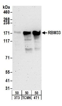 Rabbit anti-RBM33 Antibody