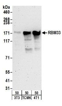 RBM33 Antibody