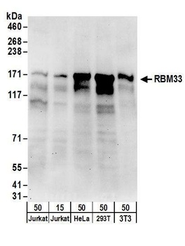 RBM33 Antibody