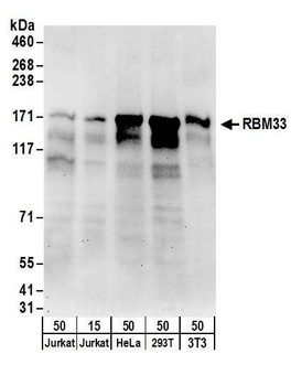 Rabbit anti-RBM33 Antibody