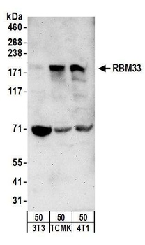 Rabbit anti-RBM33 Antibody