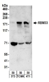 RBM33 Antibody