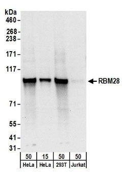 RBM28 Antibody