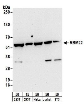 Rabbit anti-RBM22 Antibody