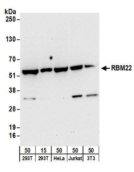 RBM22 Antibody