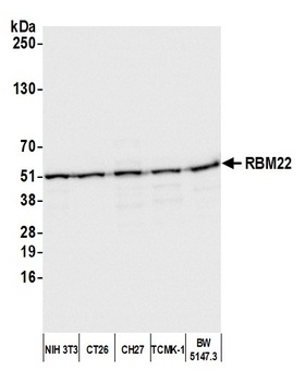 RBM22 Antibody